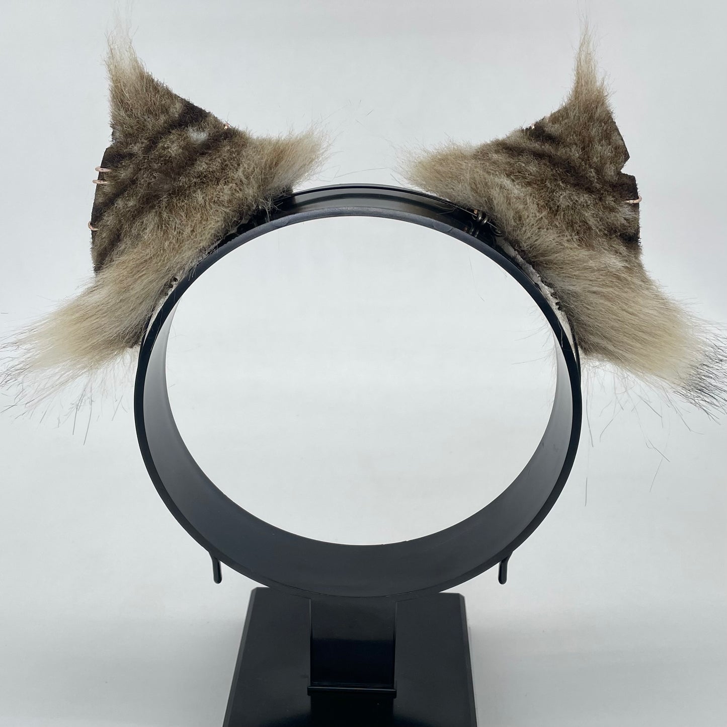 Tabby Maine Coon Kitten Set