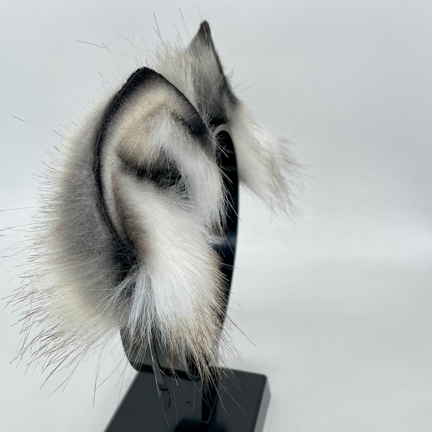 Winter Wolf Pup Ears