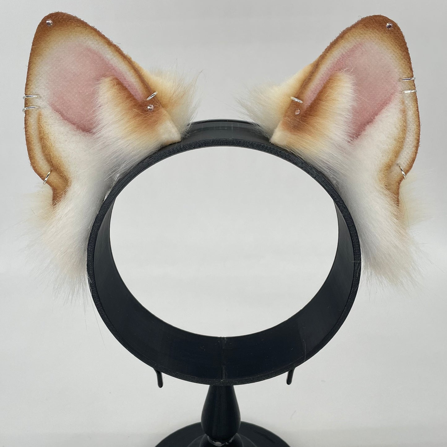 Honey Shiba Inu ears