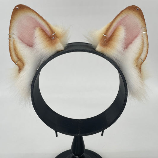 Honey Shiba Inu ears