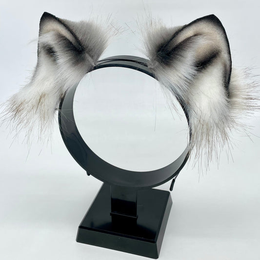 Winter Wolf Pup Ears