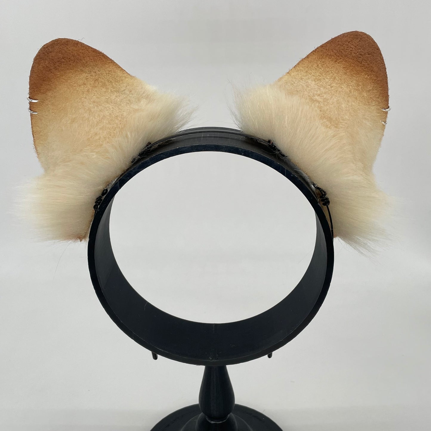 Honey Shiba Inu ears