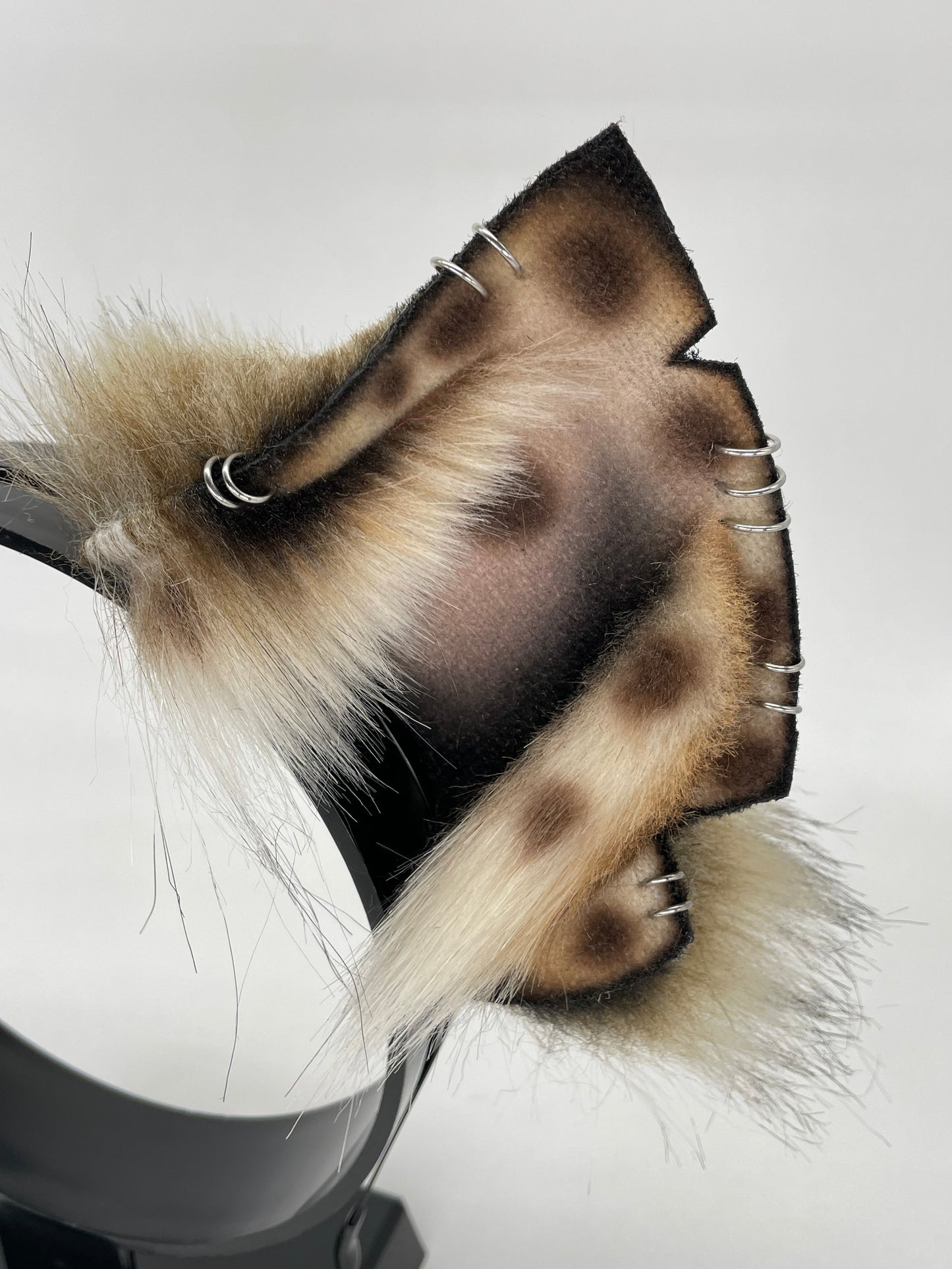 Savanna- Spotted Hyena Ears