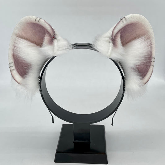 Albino Rat Ears